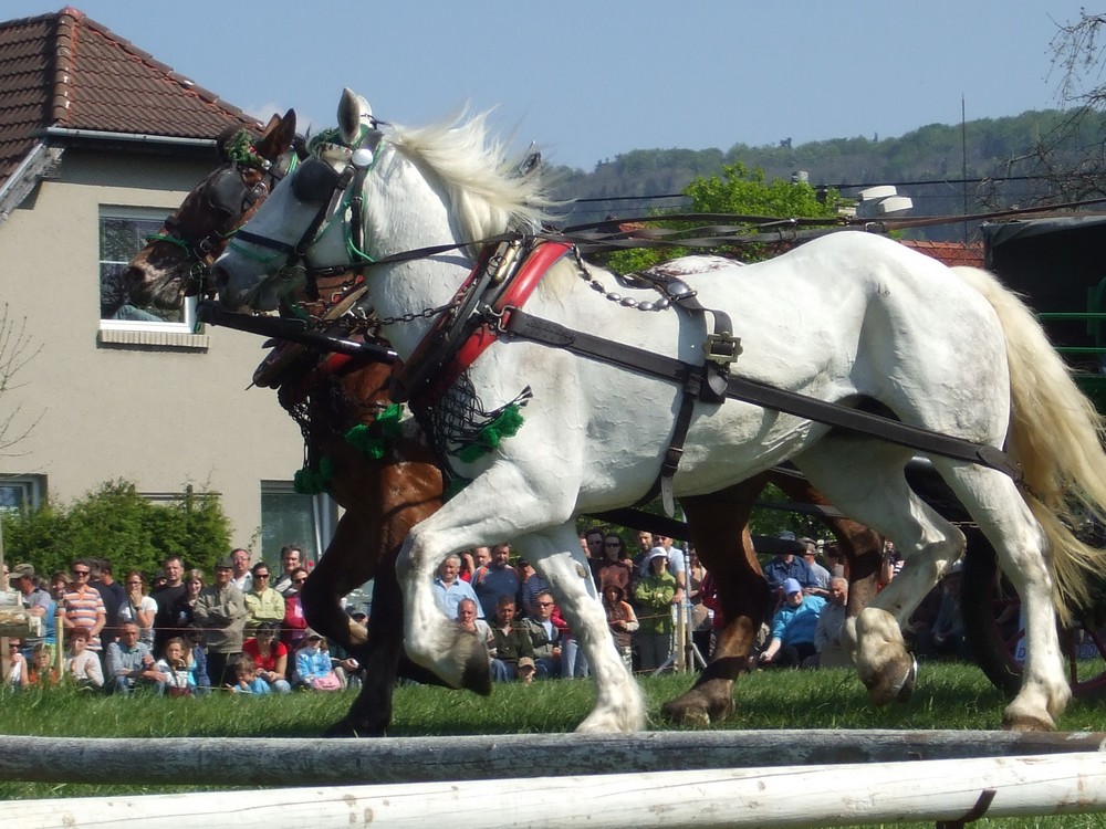 Přenádherní koně.jpg