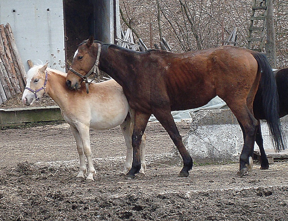 Ivošek and Siriusek.jpg