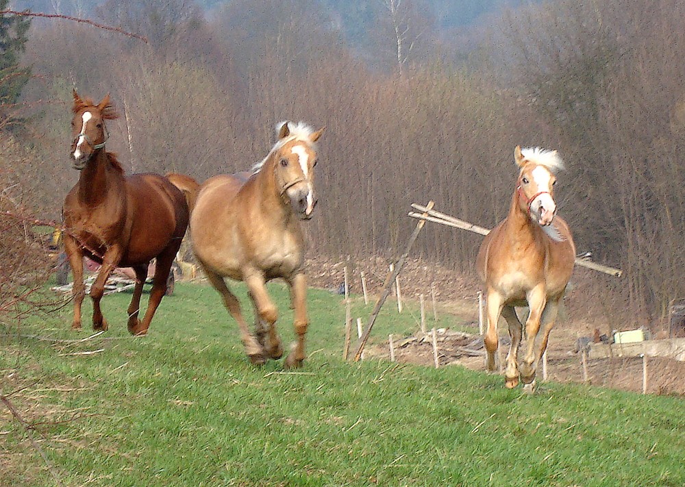 Rychlá trojka ;D.jpg