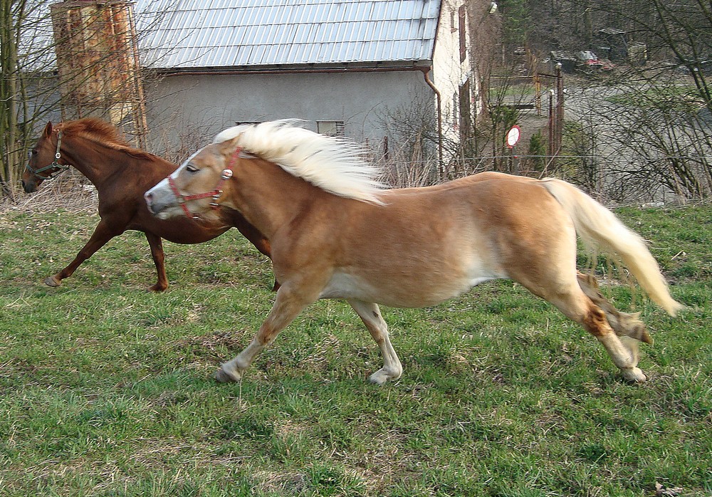 Safira a Astra.jpg