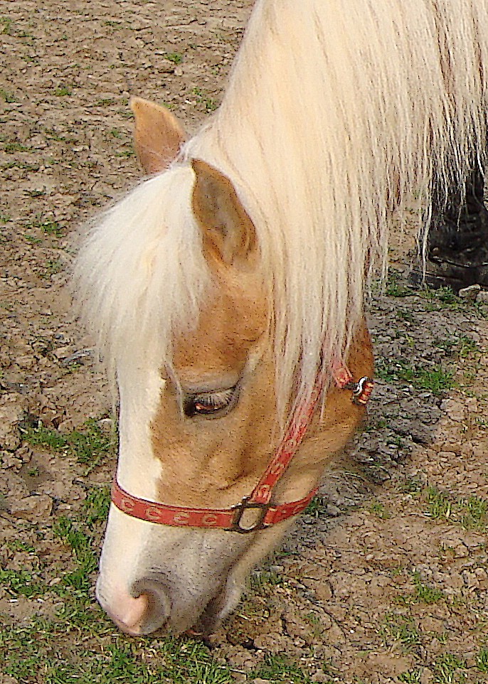 Safirka.jpg