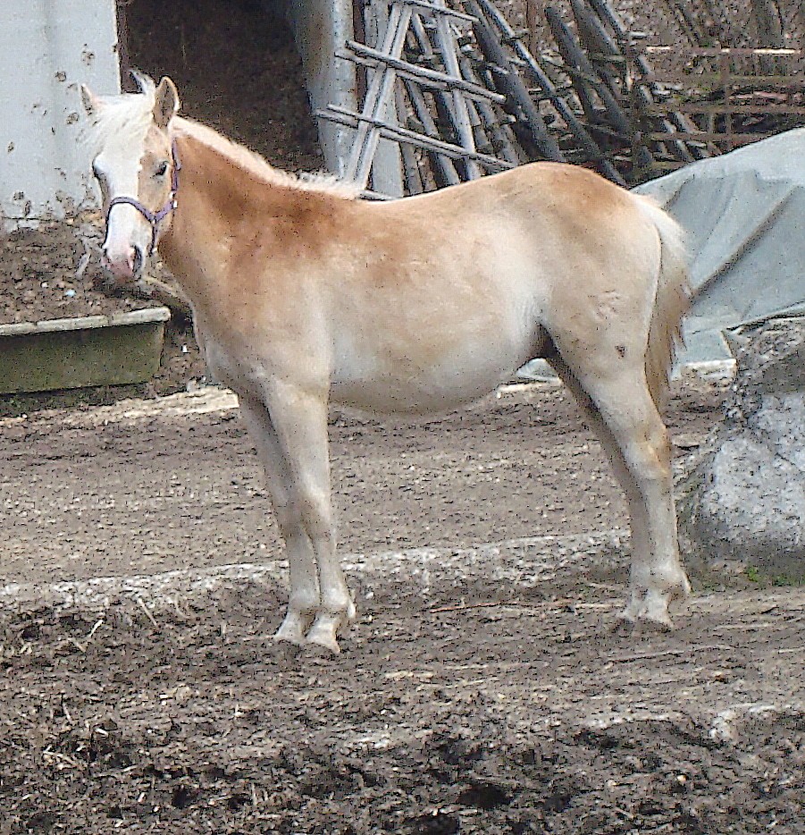 Siriusek.jpg